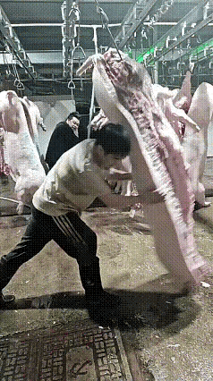 不懂就问，
这猪挺肥的。