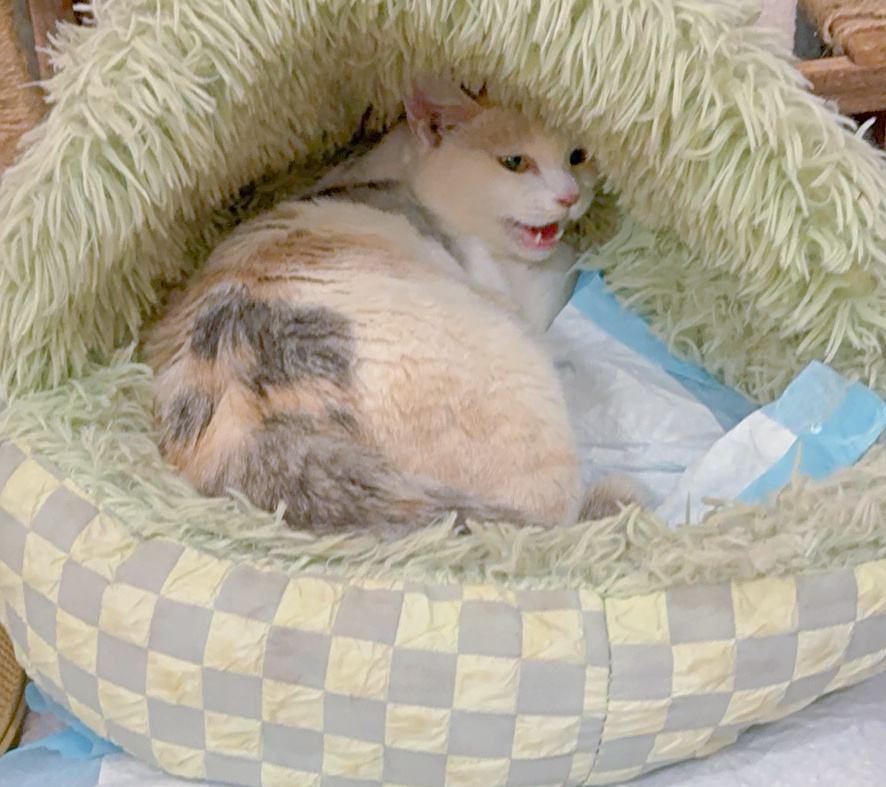 我的花园我的猫 三彩终于生了。昨天中午开始，她出现了明显的临产状况——老去抢蛋妞