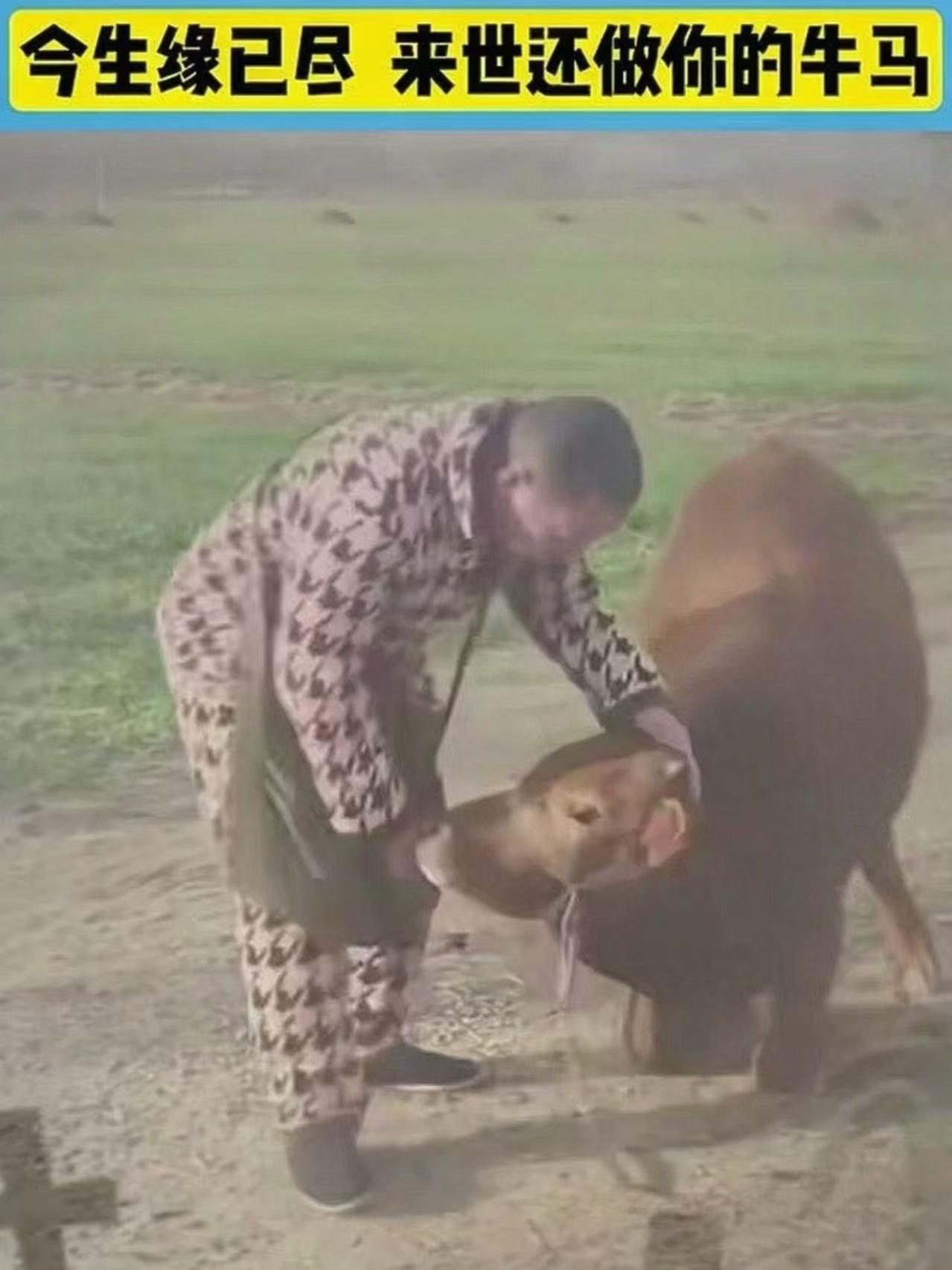 牛给人们下跪，并不是比喻，而是指前腿弯曲，整个身体砸在地上的一种跪。最近一条视频