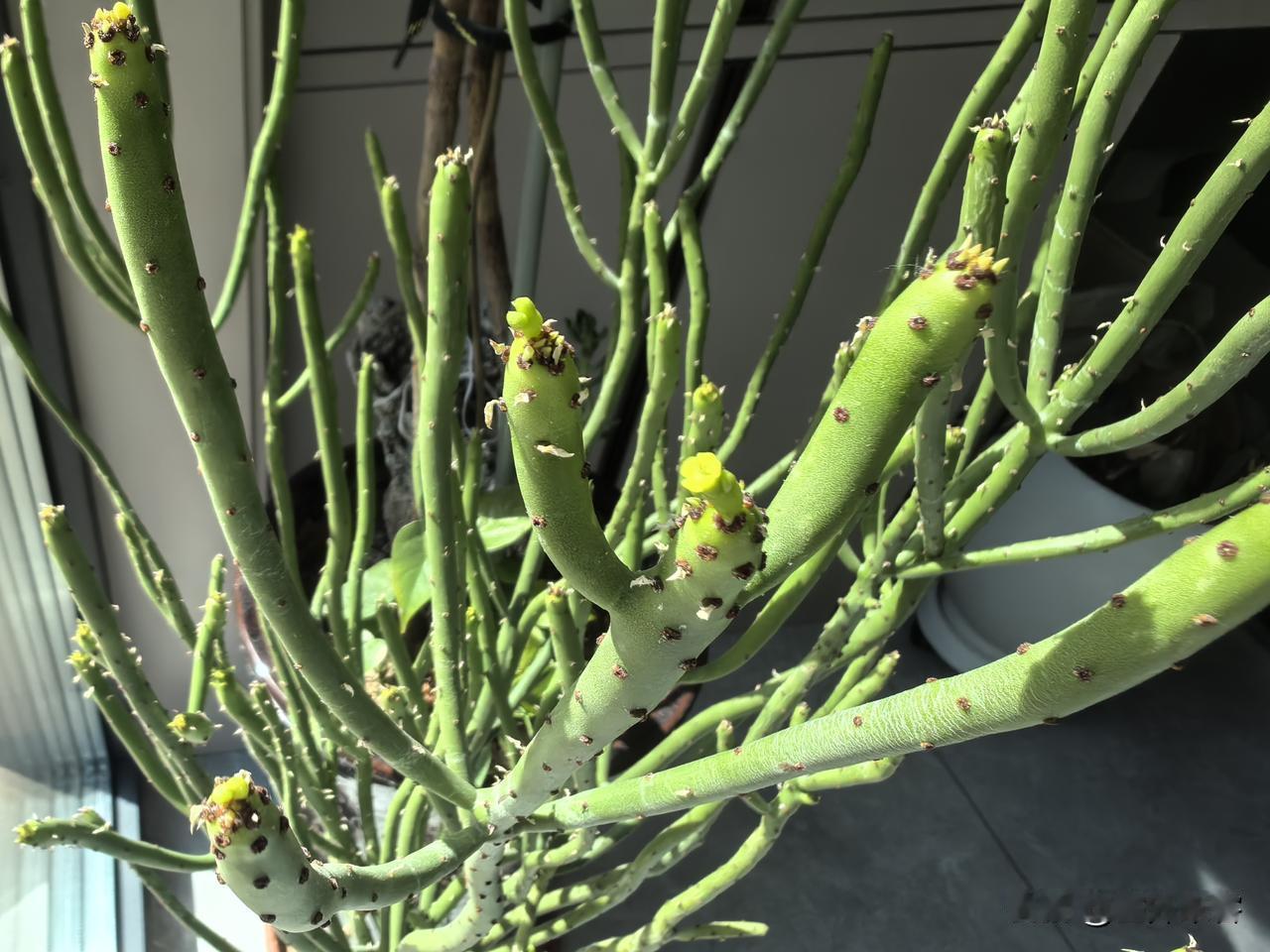 我的绿珊瑚开花🌼了，这植物养好了也要3-5年才能开花，开花的前提必须全年全日照