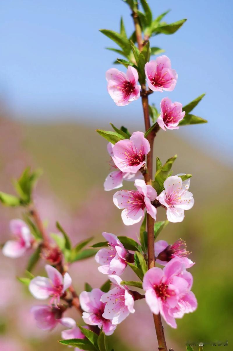 花心大萝卜“二哥”，老了，也终于，老实了。忍了半辈子的二嫂，在五十岁，终于，守得