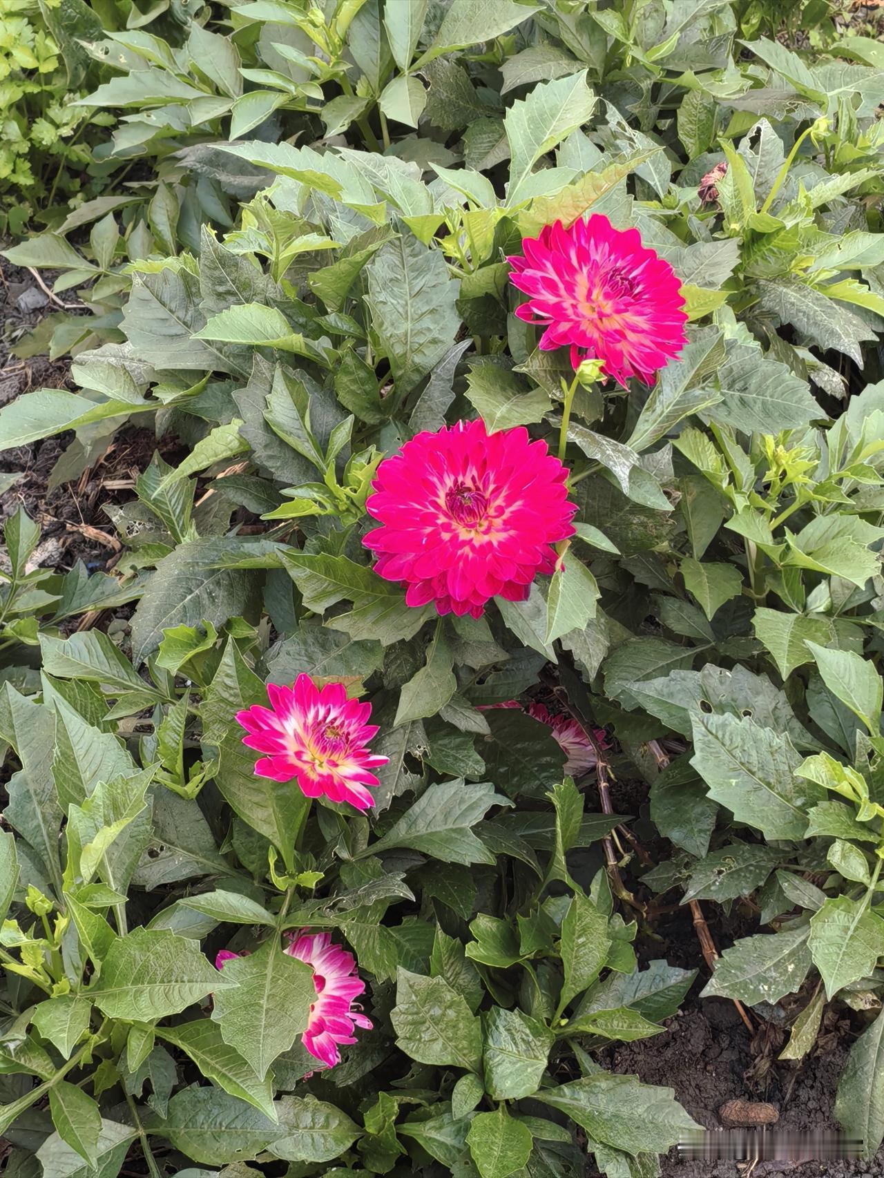 快餐文化是当今人们生活所需，一段故事可以带来更多享受跟乐趣。