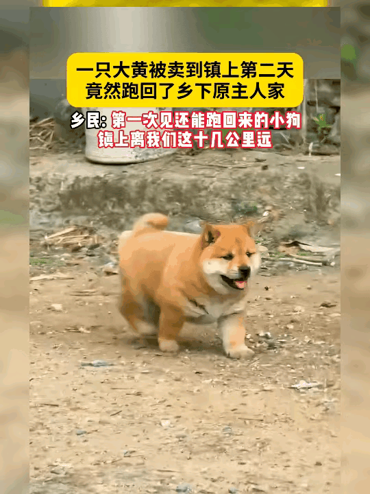 一只中华田园犬，被主人卖给了别人，钱都已经收好了。没想到第二天，这只狗狗自己一路