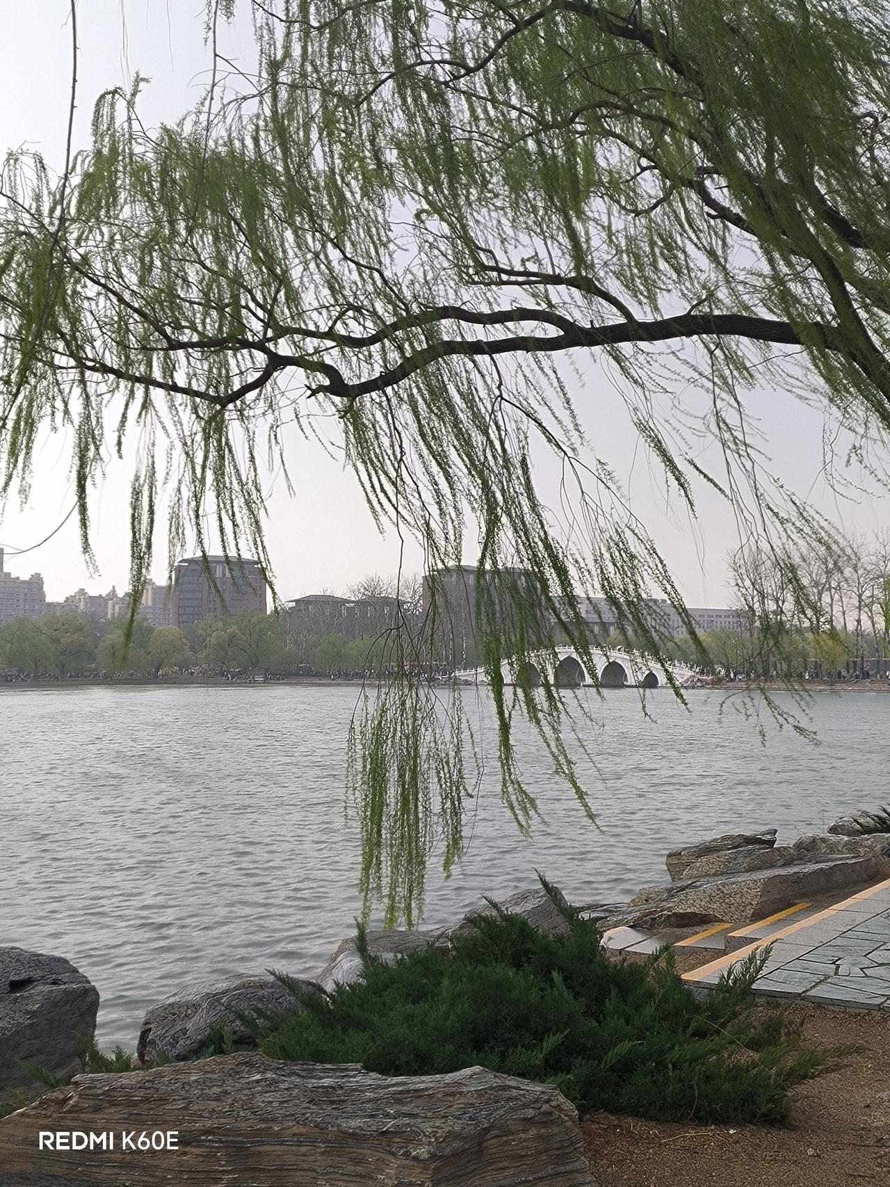 今下午玉渊潭公园雨中看樱花

王良炬  2026年3月29日  北京