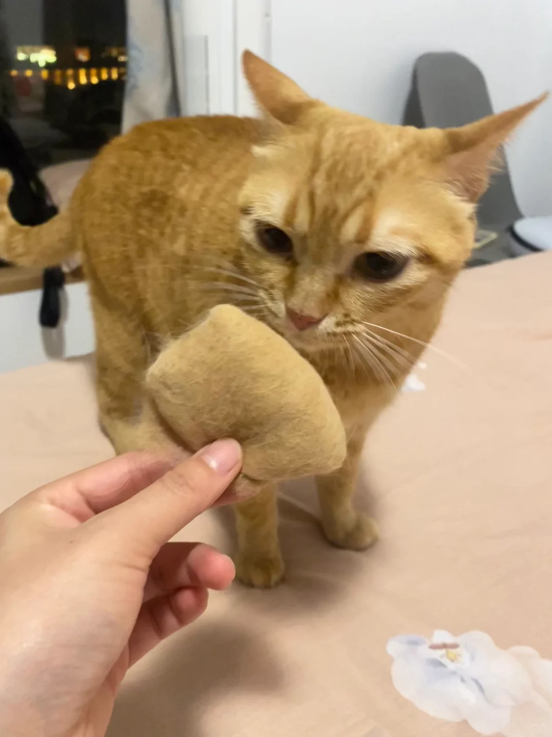 养猫还需要担心猫毛！？真没必要