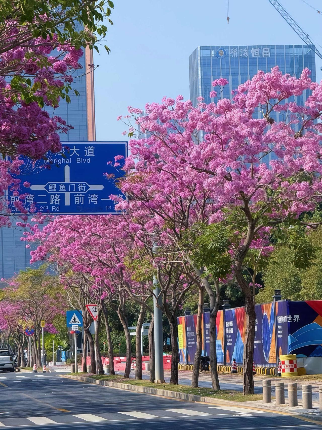 立春过后深圳又到了赏花的季节
一整条街的紫花风铃木真的太美了
深圳赏花 深圳赏花