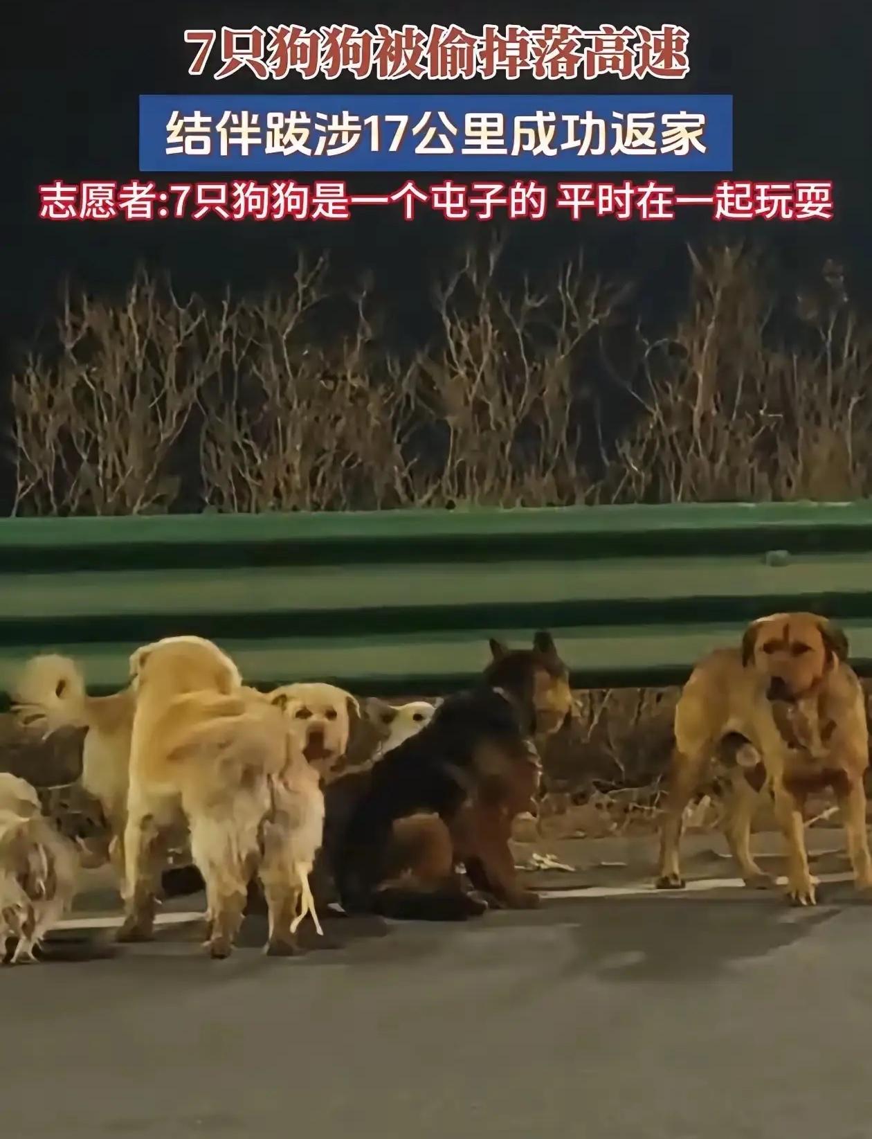 让人破防了！

长春，七只狗子被拐，集体出逃，合力把笼子咬坏，它们才得以逃脱，其