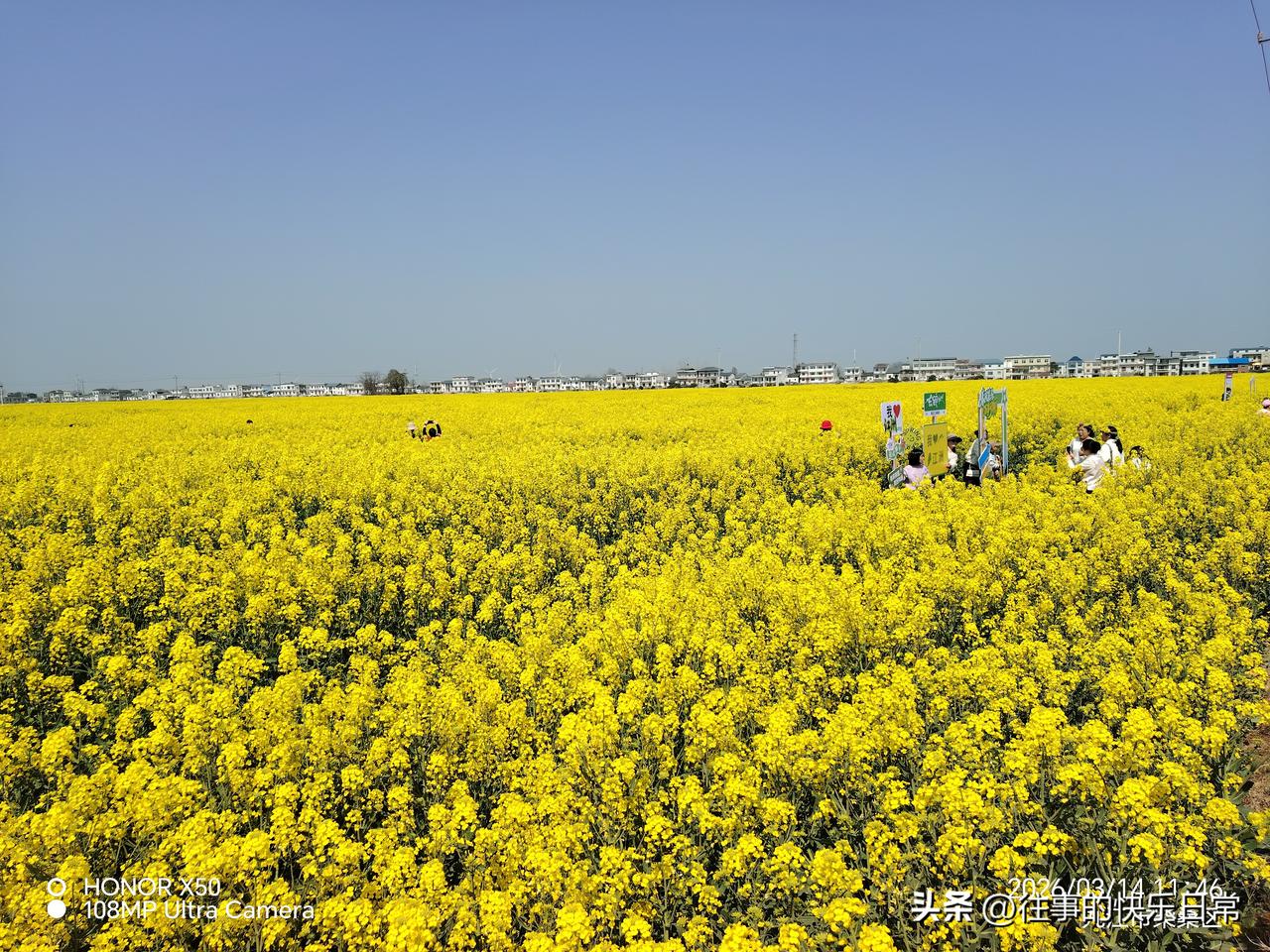 集卡领红包油菜花盛开“集卡领红包”