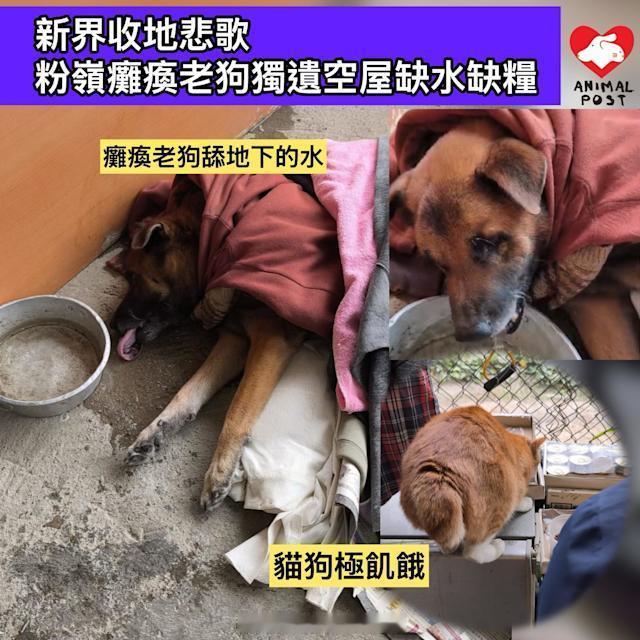 要爱护动物香港法律  「香港新界 收地悲歌粉嶺癱瘓老狗獨遺空屋缺水缺糧……」【2