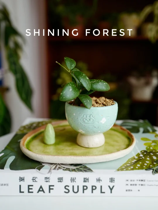 谁能拒绝可爱的小植物｜小橄榄球兰🫒