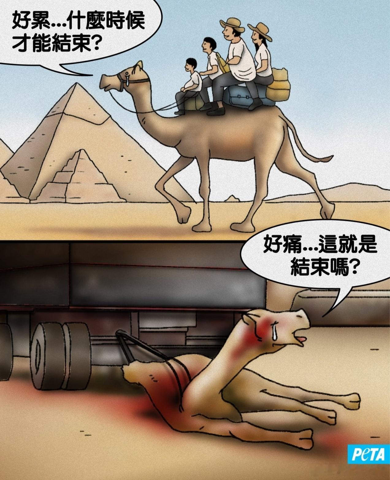 那些曾顶着烈日、载着游客走在金字塔前的骆驼，最终都被活活拖往屠宰场，而非安享晚年