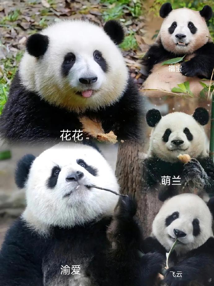 这五位聚在一起，是不是能让人把动物园挤炸了！ ​​​