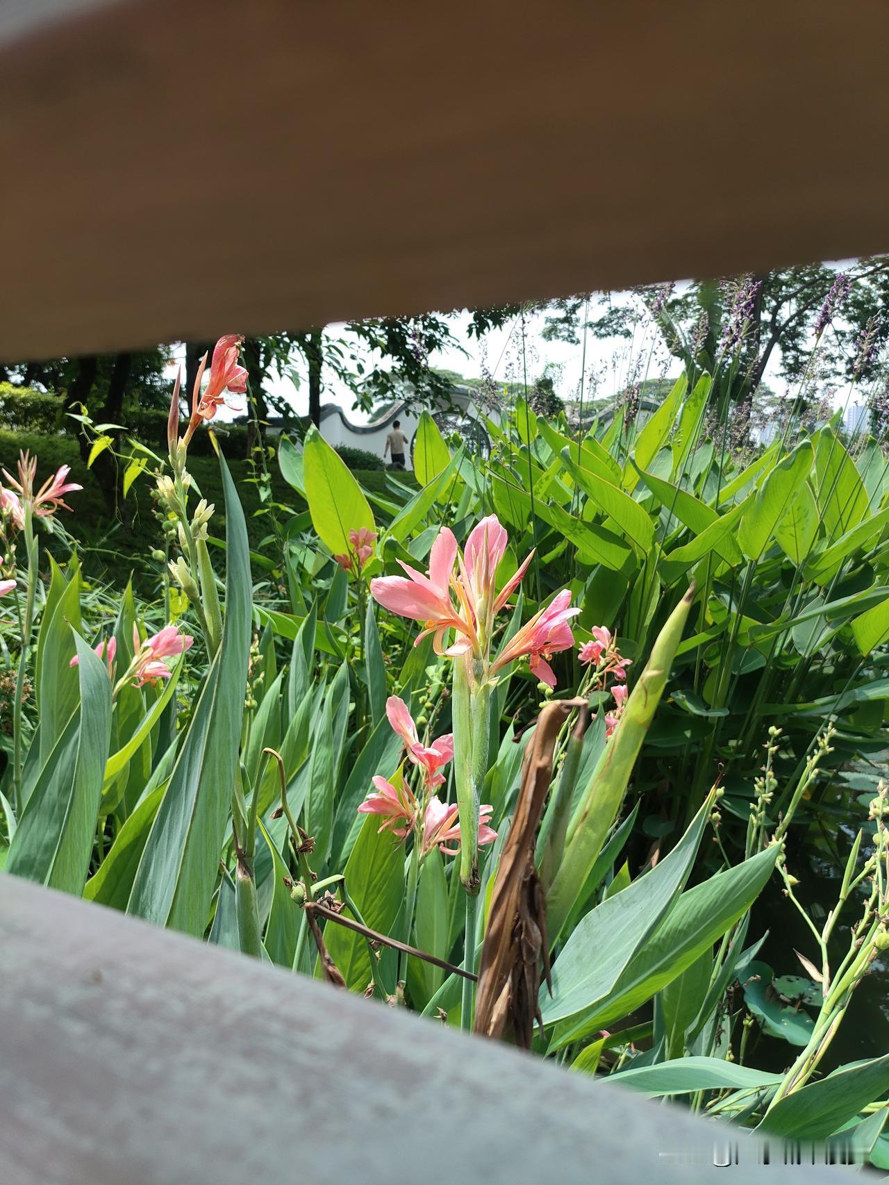 真的憋不住啊朋友们！
今天通勤经过白云湖湿地公园，看着中午阳光好天气凉快，一个冲