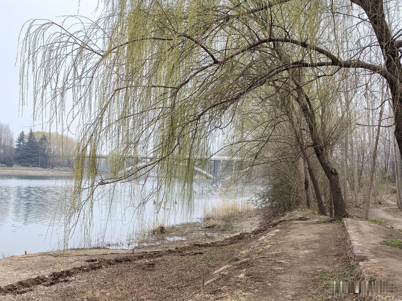 这里是美丽的澧河风景区。你在这里随便拍一张照片，拿出来，就像风景画一样。经常有人