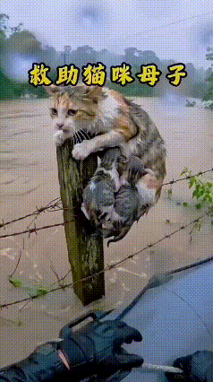 这段视频看得心里酸酸的。洪水来袭，猫妈妈紧紧抱着小猫，奋力扒住木桩，在湍急洪水中