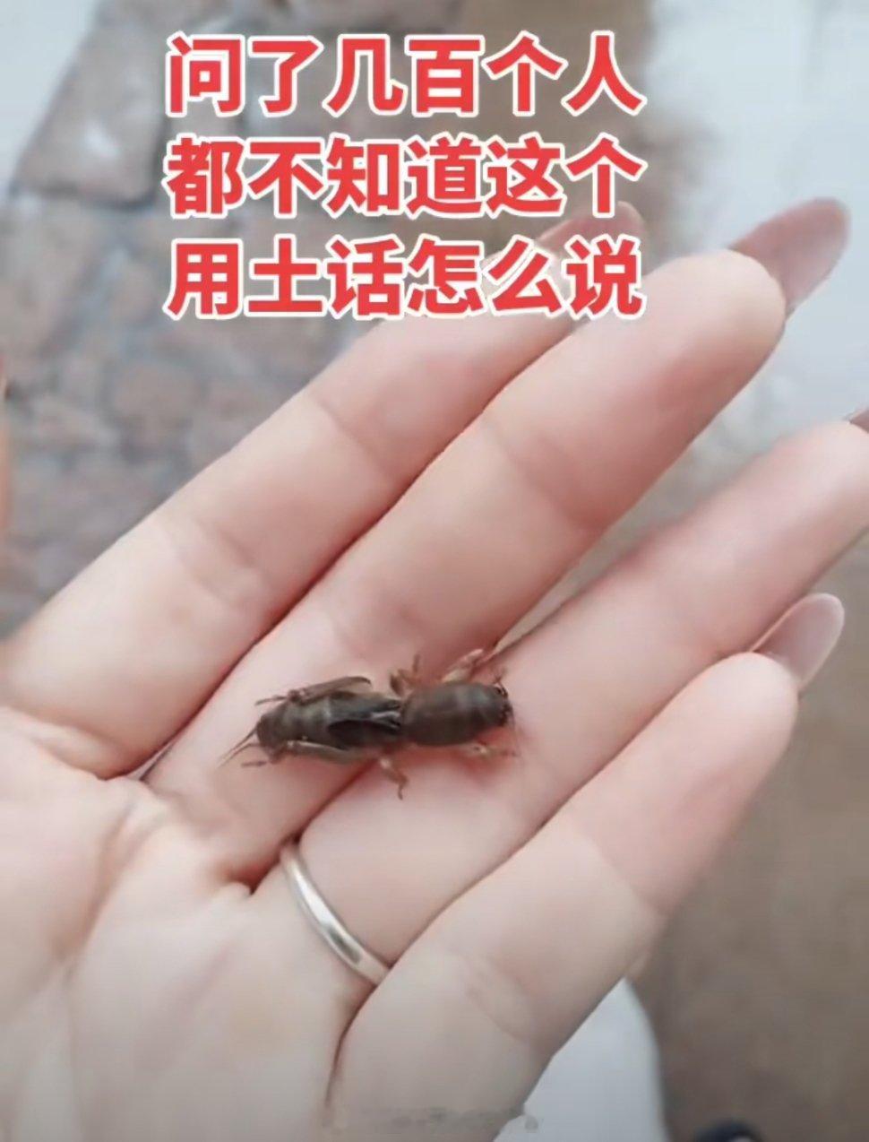 问了几百个人，都不知道这个用土话怎么说！心灵休憩所 ​​​