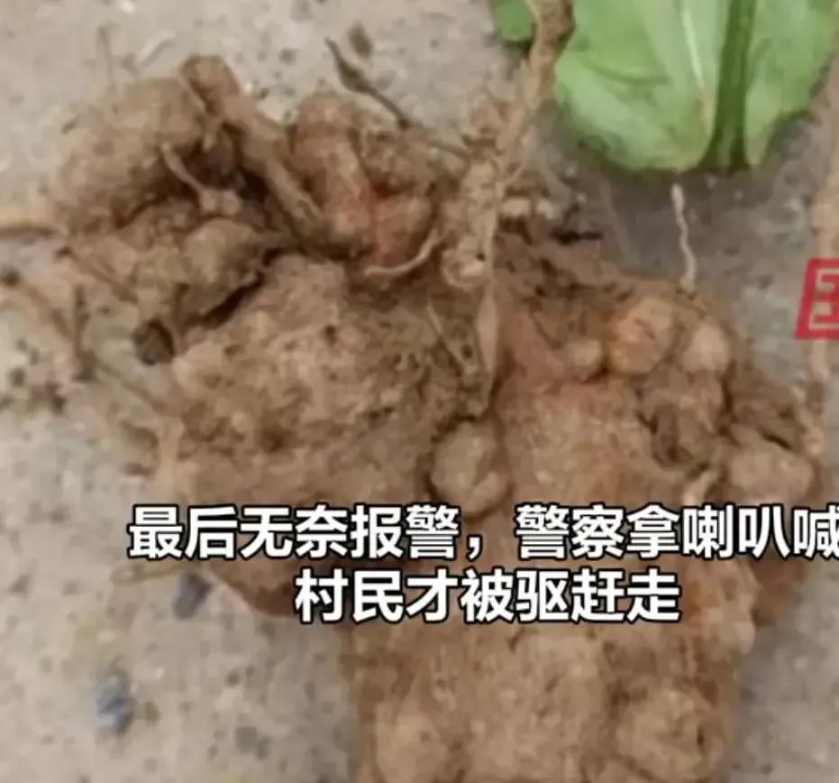 #农民药材遭哄抢大哭：报警后才赶走#首先说明，不是地域黑。河南坐拥中原大地，最核