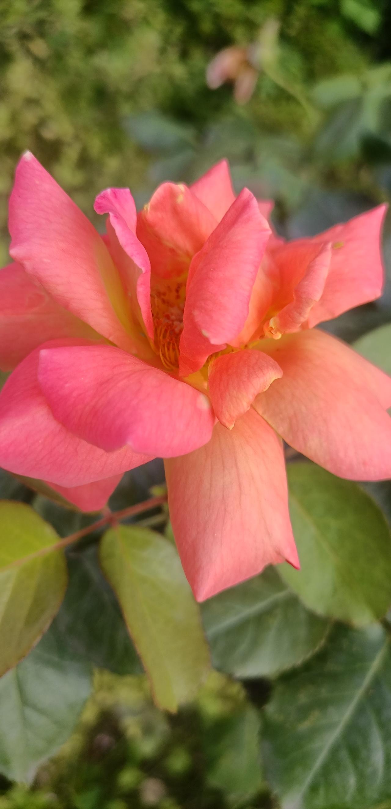 【夏之韵·把情绪调成静音模式】可以分享一下你相册里的花吗
把情绪调成静音模式，