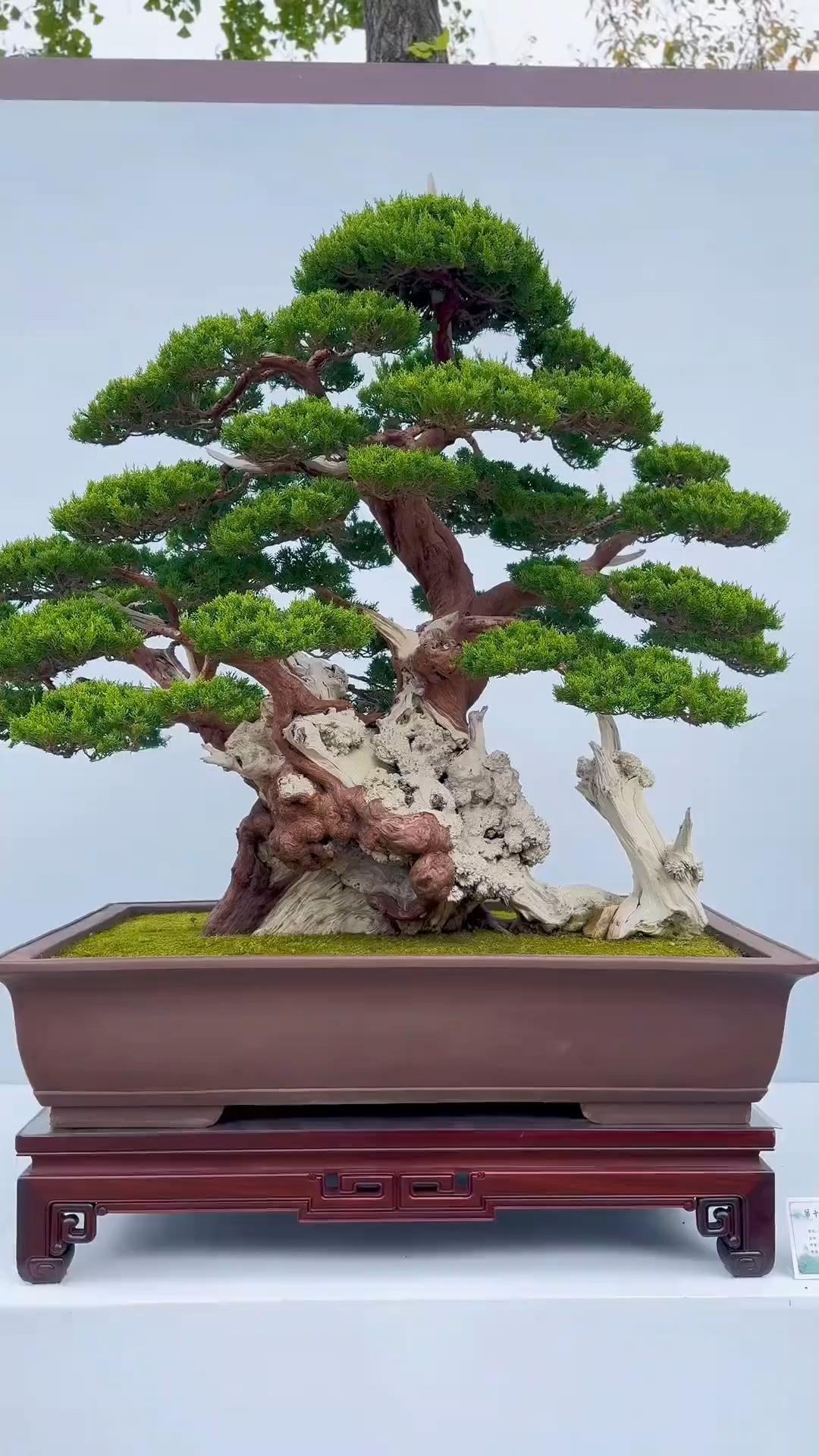 我的年度园艺成绩单 2025年我的园艺成绩单也挺丰富。就像蓉姐调整多肉小院品种结