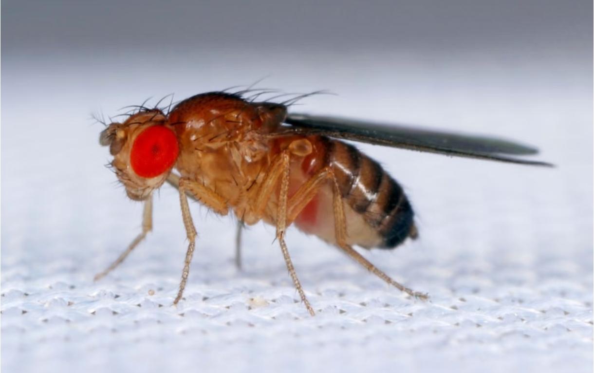 神经科学大突破！人类首解果蝇完整神经密码，莱比锡大学团队在《自然》发文，首次揭开