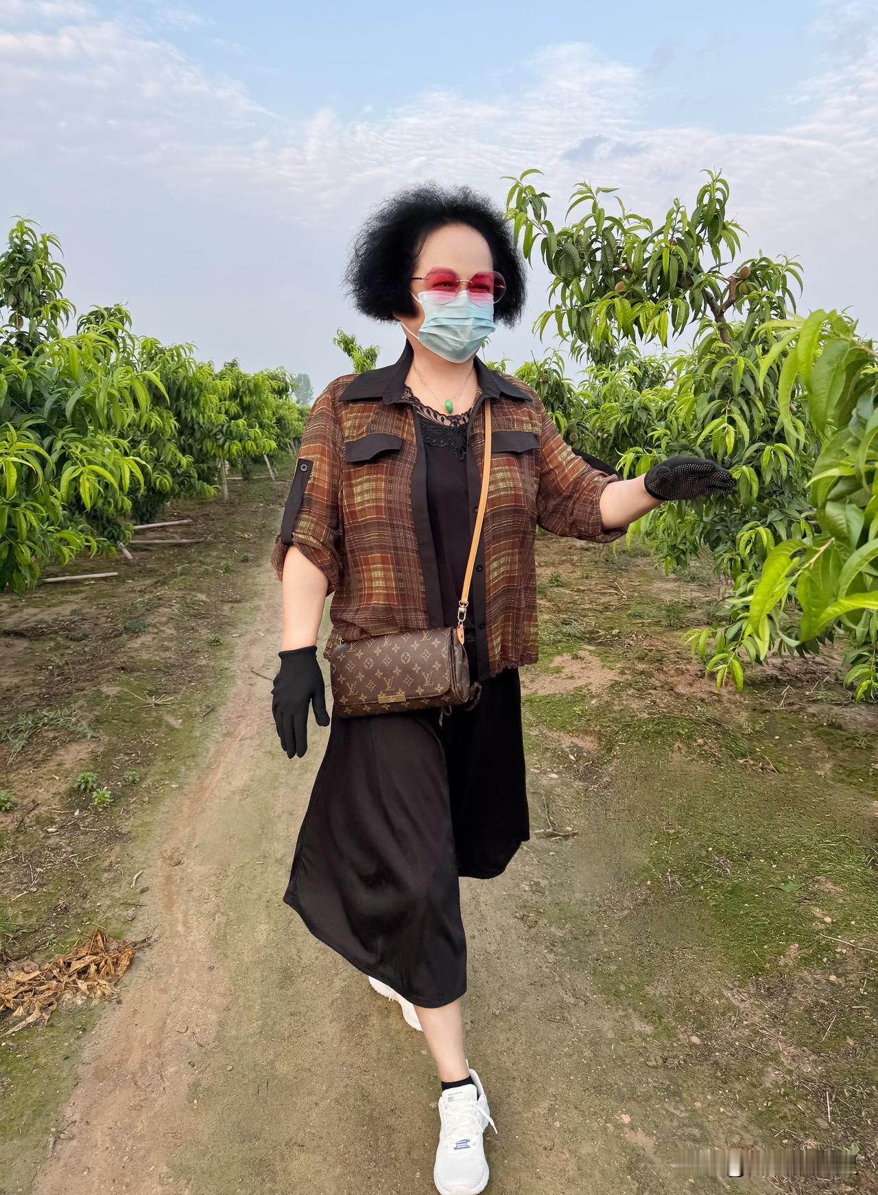 今天在桃林玩美了。
上一次是去优桃桃林，，今天是毛桃桃林。
满树的桃子正在发育长