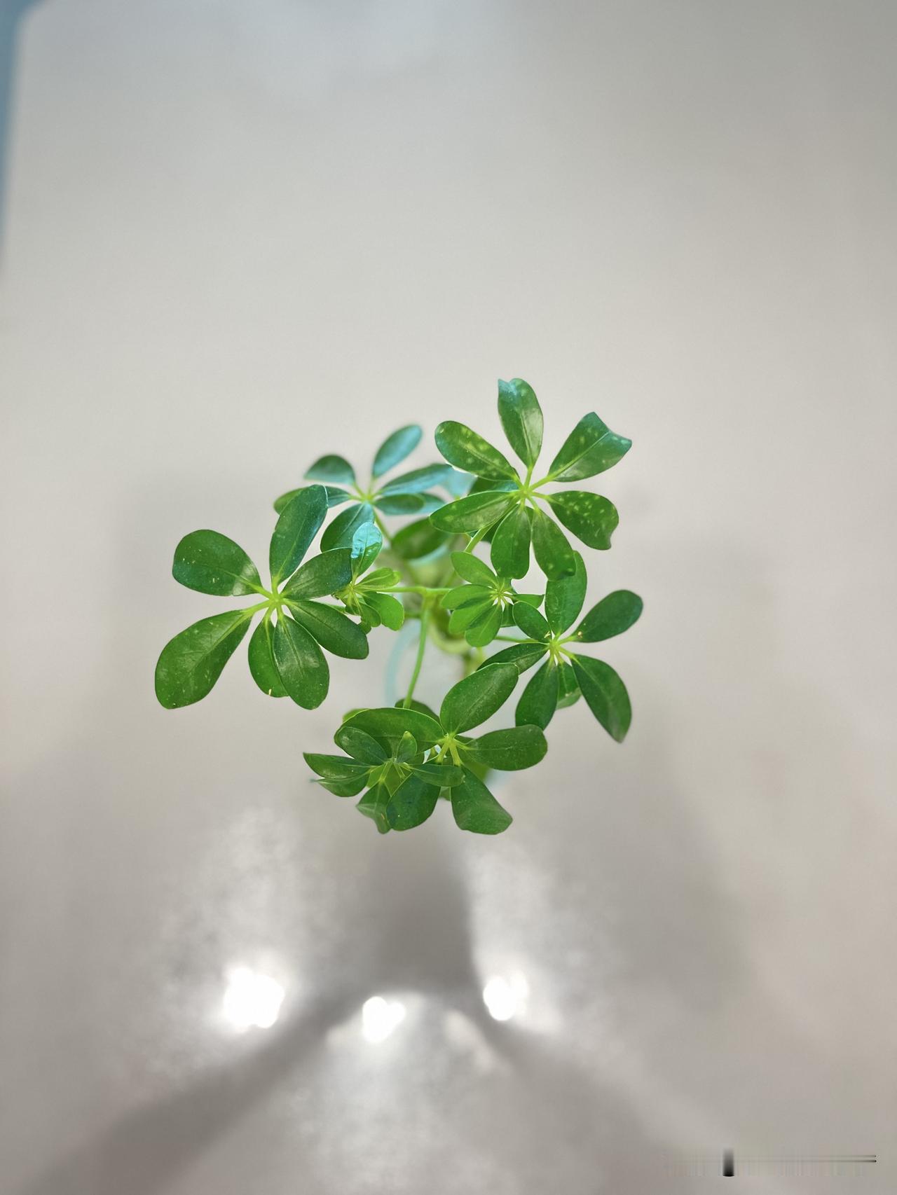 这翠绿，就是养眼养心。