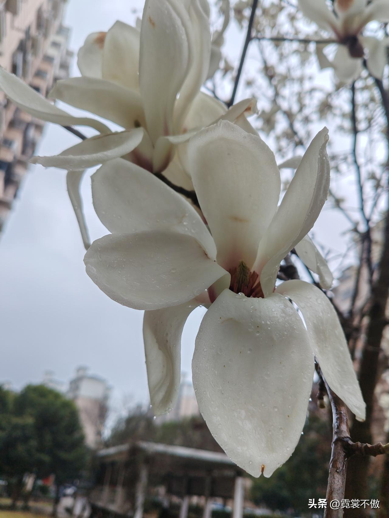 白玉兰开放之时（散文）
 
江南的春，总是来得含蓄。先是风软了，再是雨润了，最后