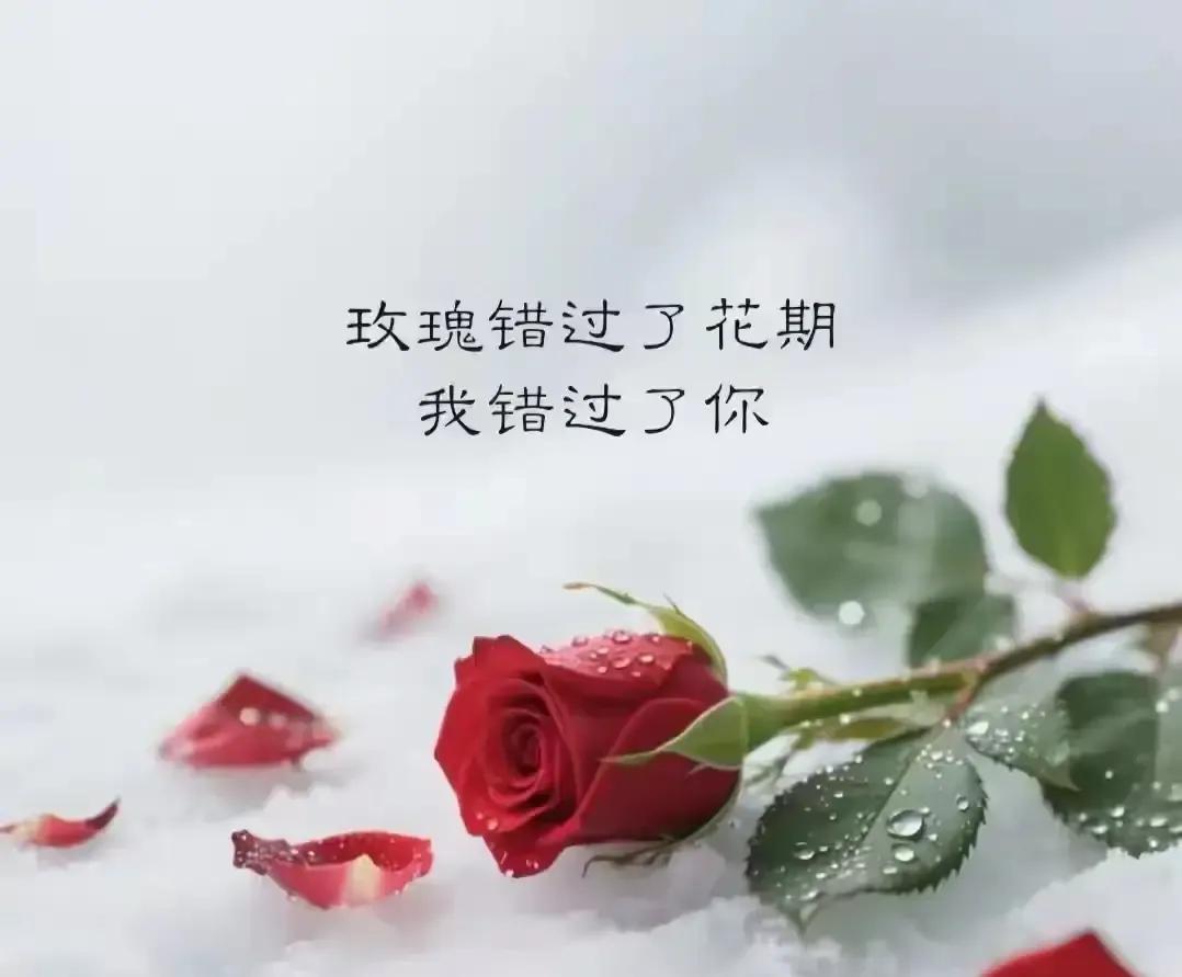 深夜刷到那句“我一直站在你身后等你回头”，我盯着屏幕发了十秒呆。
没有署名没有配