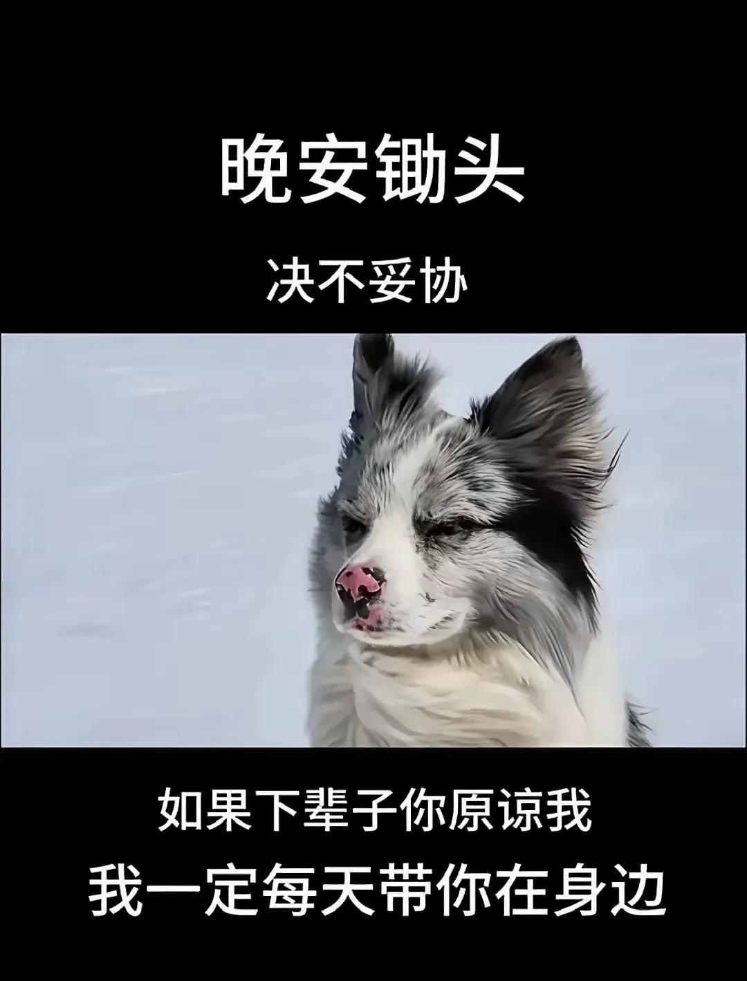 锄头是一只狗，可是它不是一直普通的狗子，一直拥有100多万粉丝，现在的关注点不是