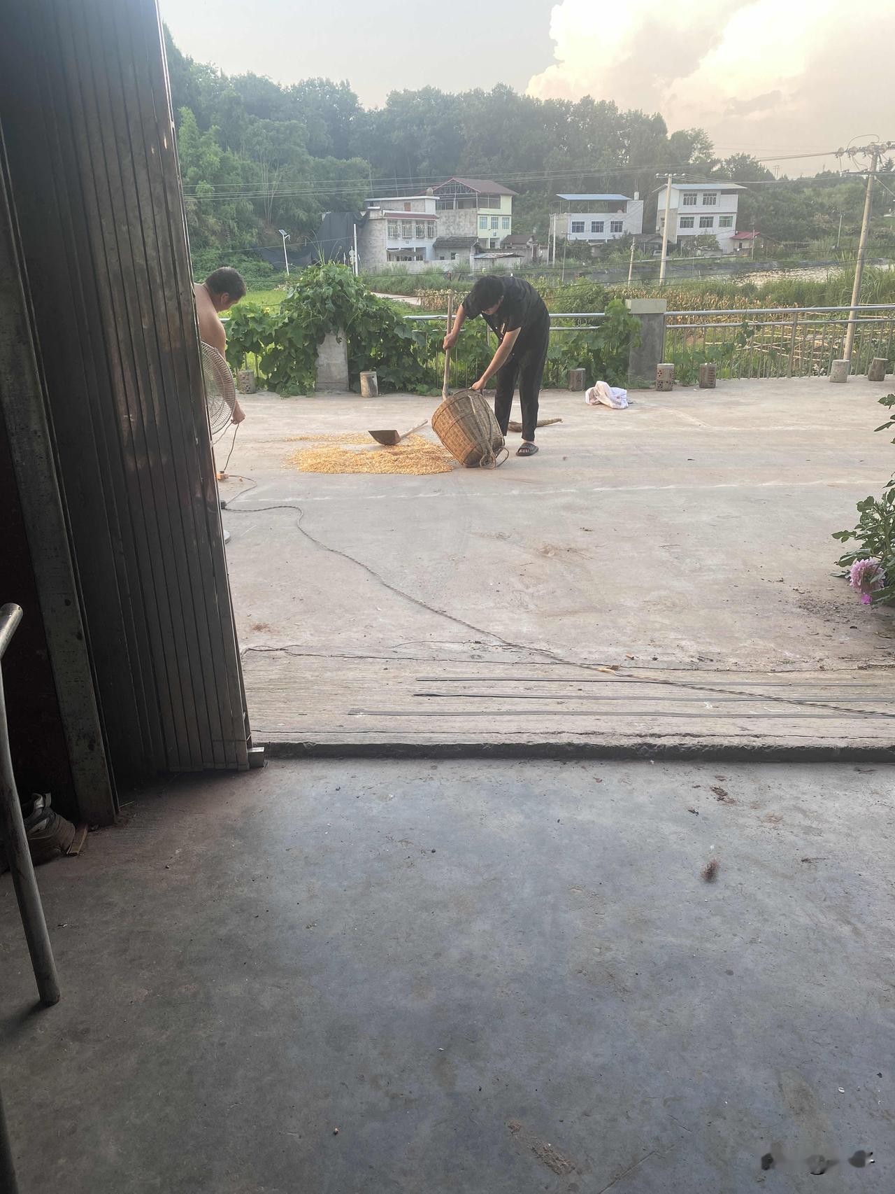 农村生活正是农忙的时候，这几天忙着收玉米，去地里摘玉米回到家剥玉米晒玉米，这些事