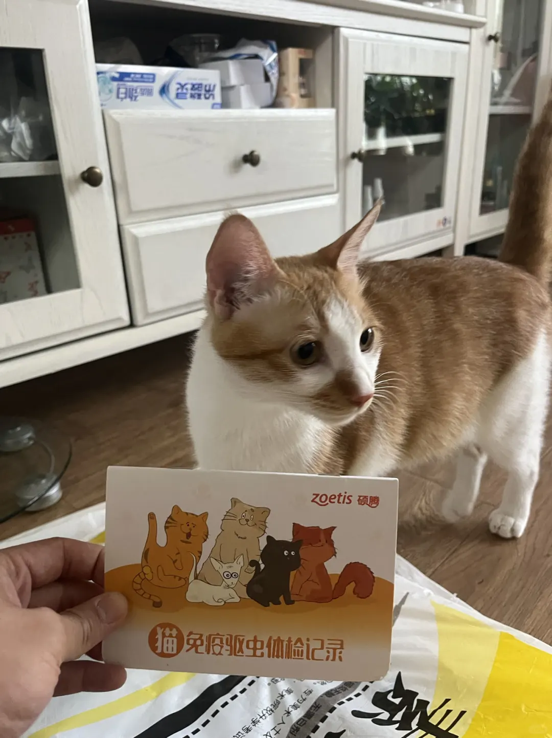 关于猫咪疫苗｜怀民爸的选择