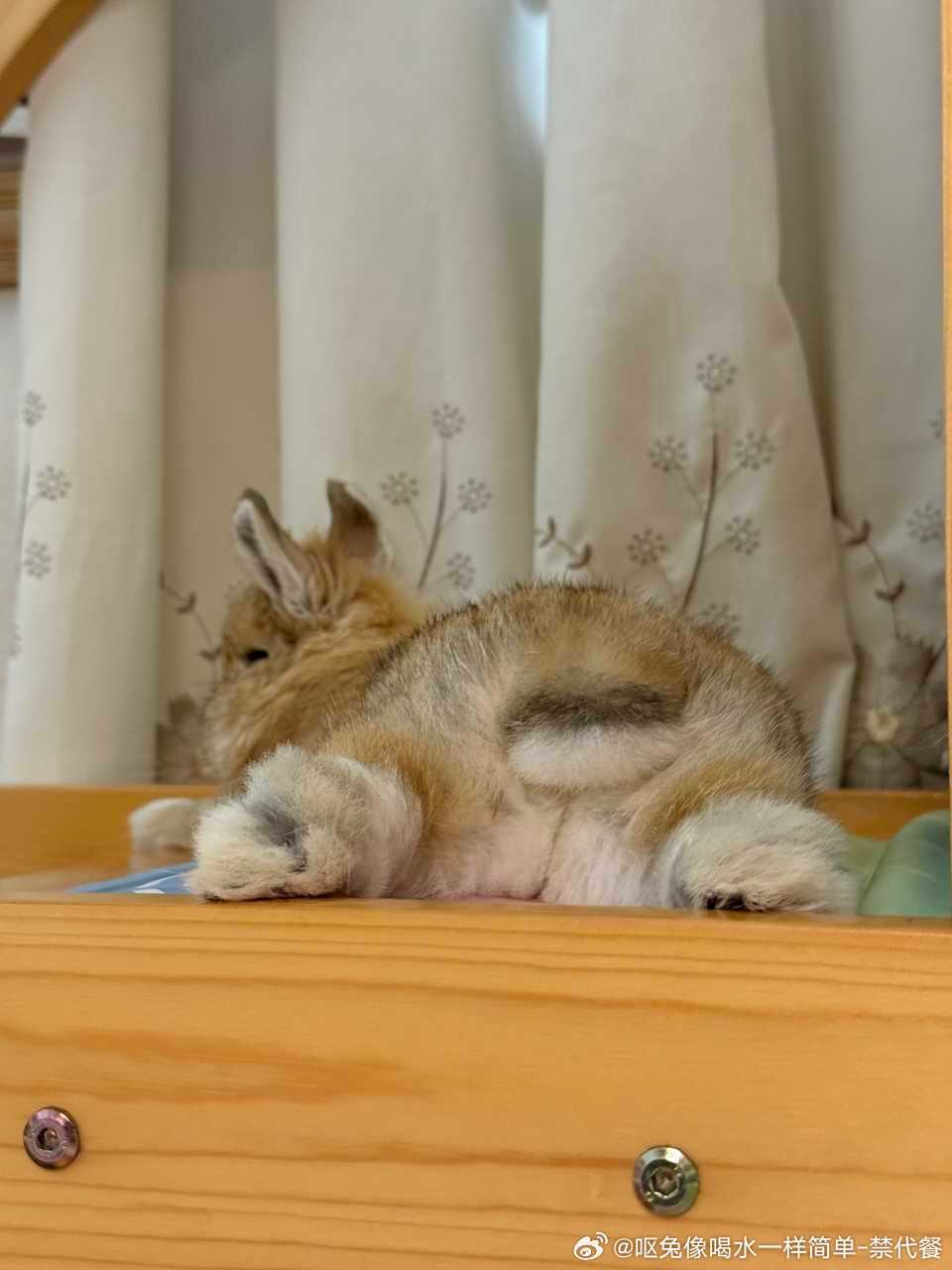 14525🐇【】又来请大家品鉴兔屁了 