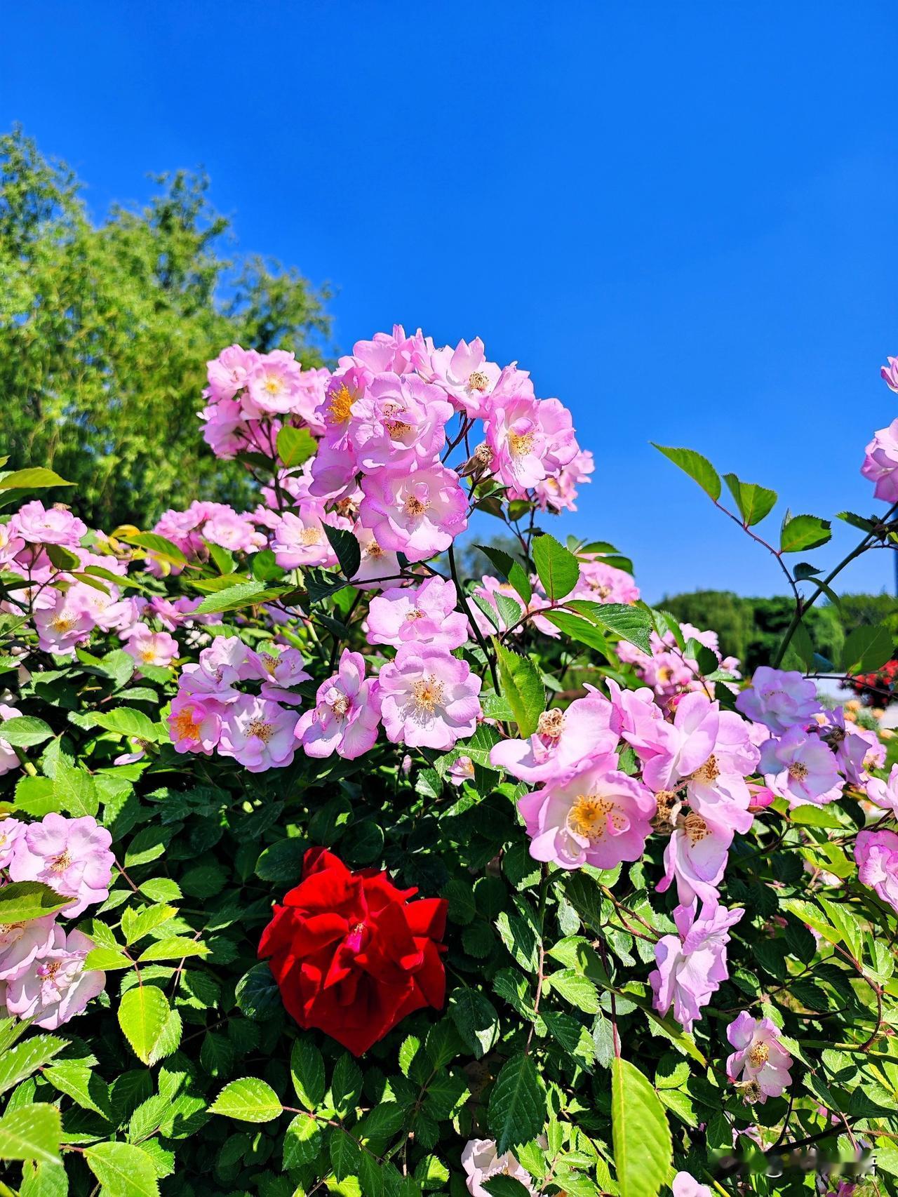 粉嫩月季与艳红月季的浪漫碰撞，阳光下的美丽绽放！🌹🌞