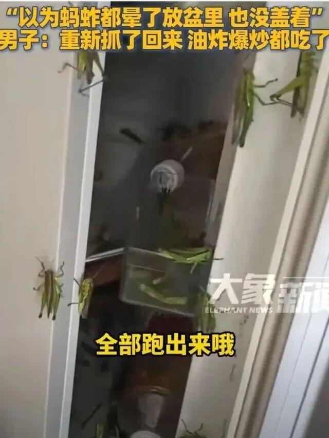 秋季，蚂蚱满肚子的籽，正是肥美的时候。这男子好这一口，逮了不少。
前不久，贵州安