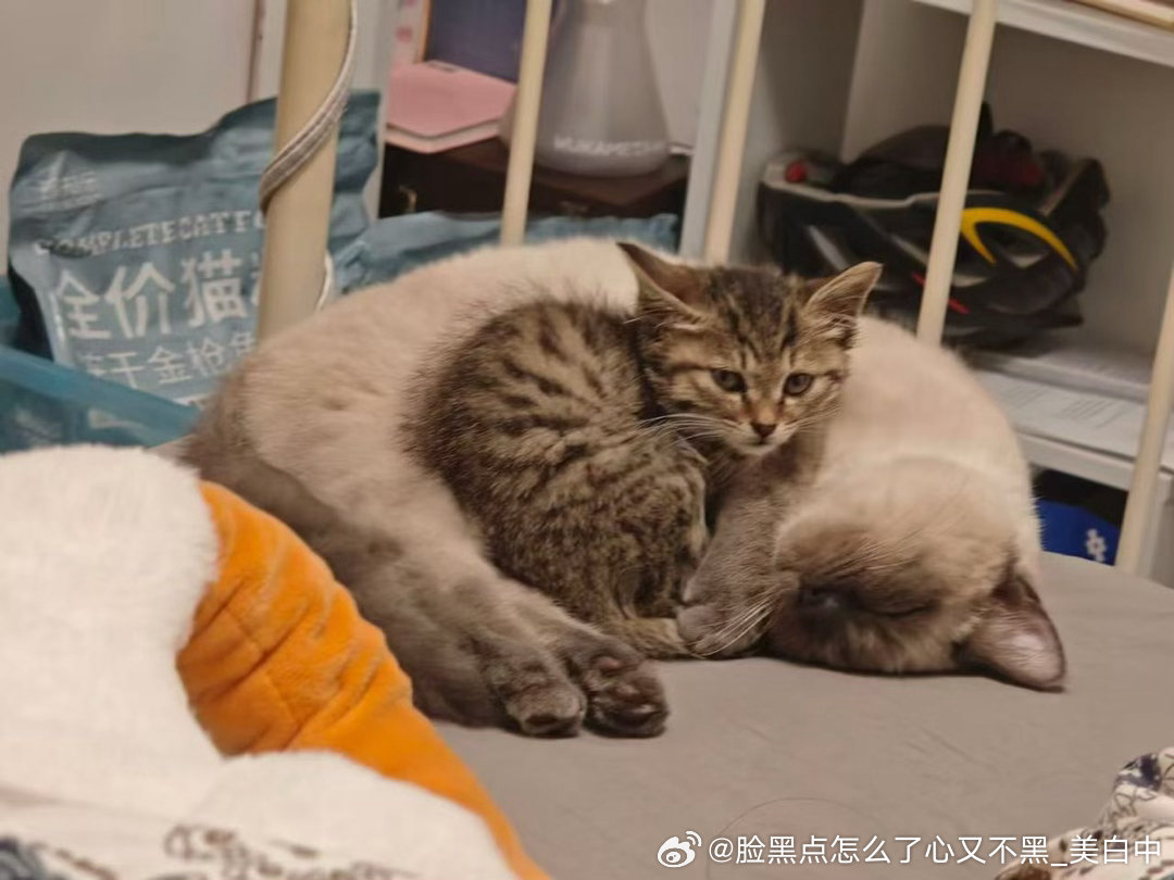3941只黑脸【温馨】小狸花就缩在逻辑的大肚子里取暖 
