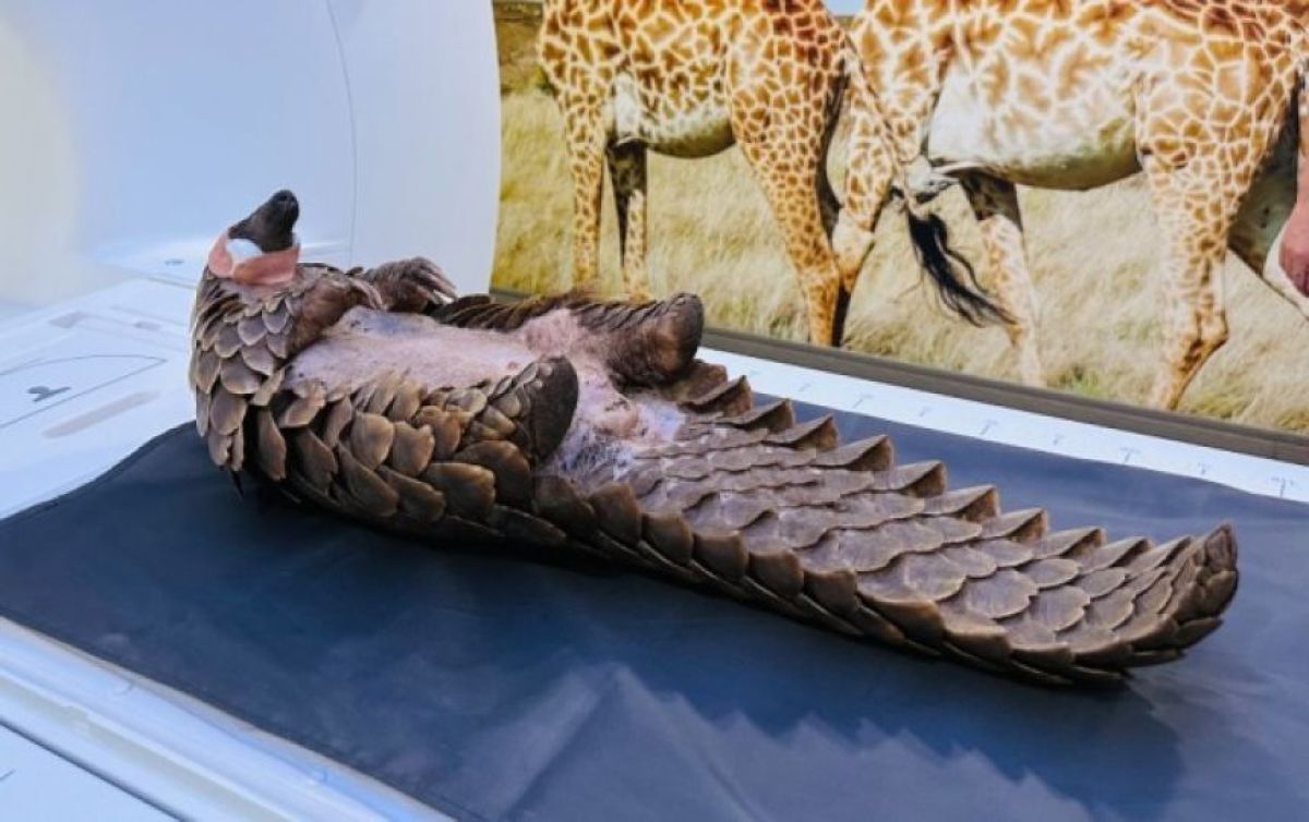 这只叫做Heritage的雌性穿山甲，在南非被从非法交易中解救出来的时候，有着严