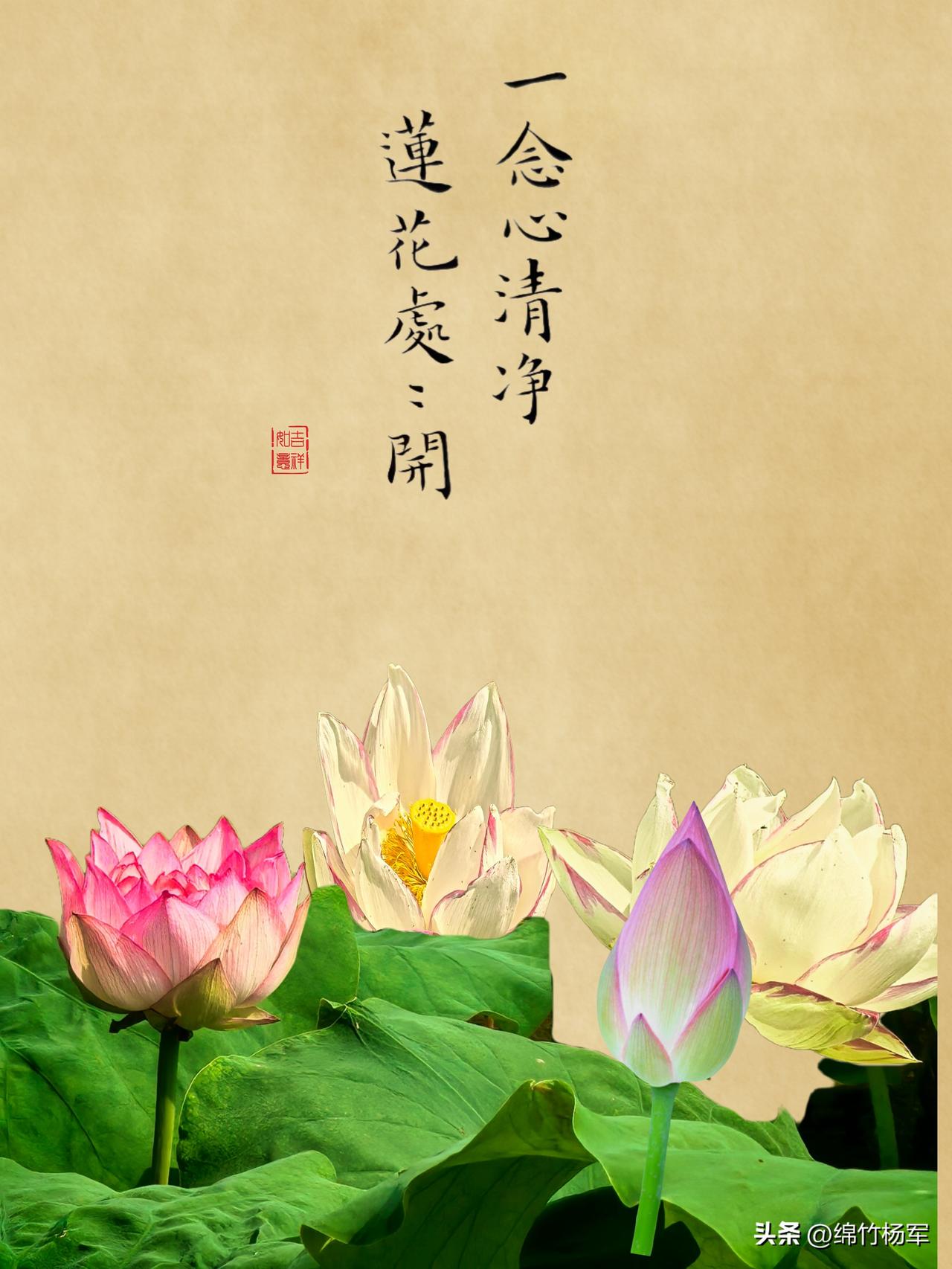 一念心清净，莲花处处开。今天又去了棚花村，今年棚花村的荷花很少，而且长得不精神，