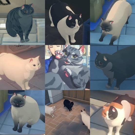 绝区零里的猫猫们，都被养的很好[doge]绝区零 ​​​