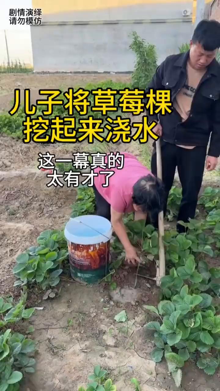 儿子将草莓棵挖起来浇水，这一幕真的太有才了。
母子两个在菜园给草莓浇水，谁知男子