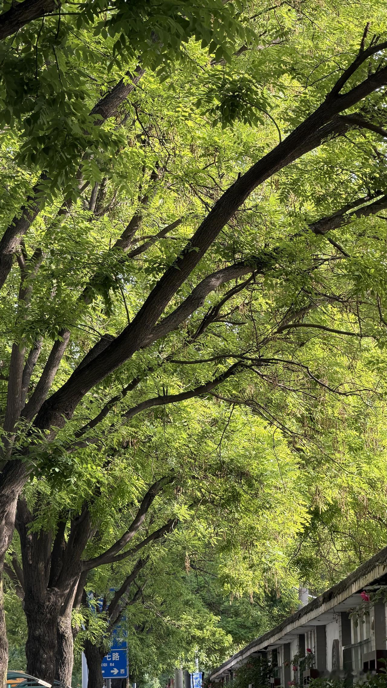 西安的国槐好美啊，是市树吗