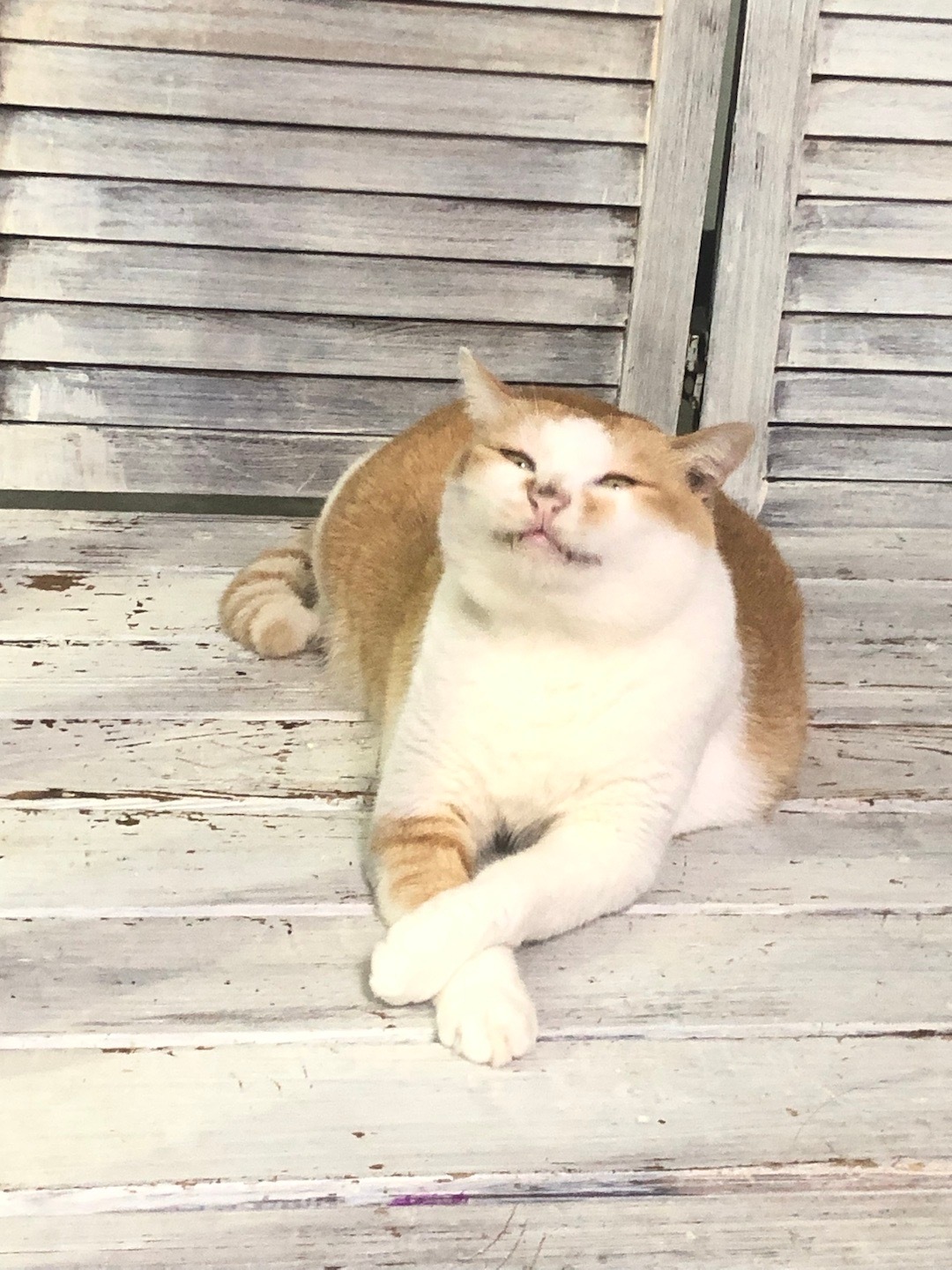 优雅肥猪 ​​​