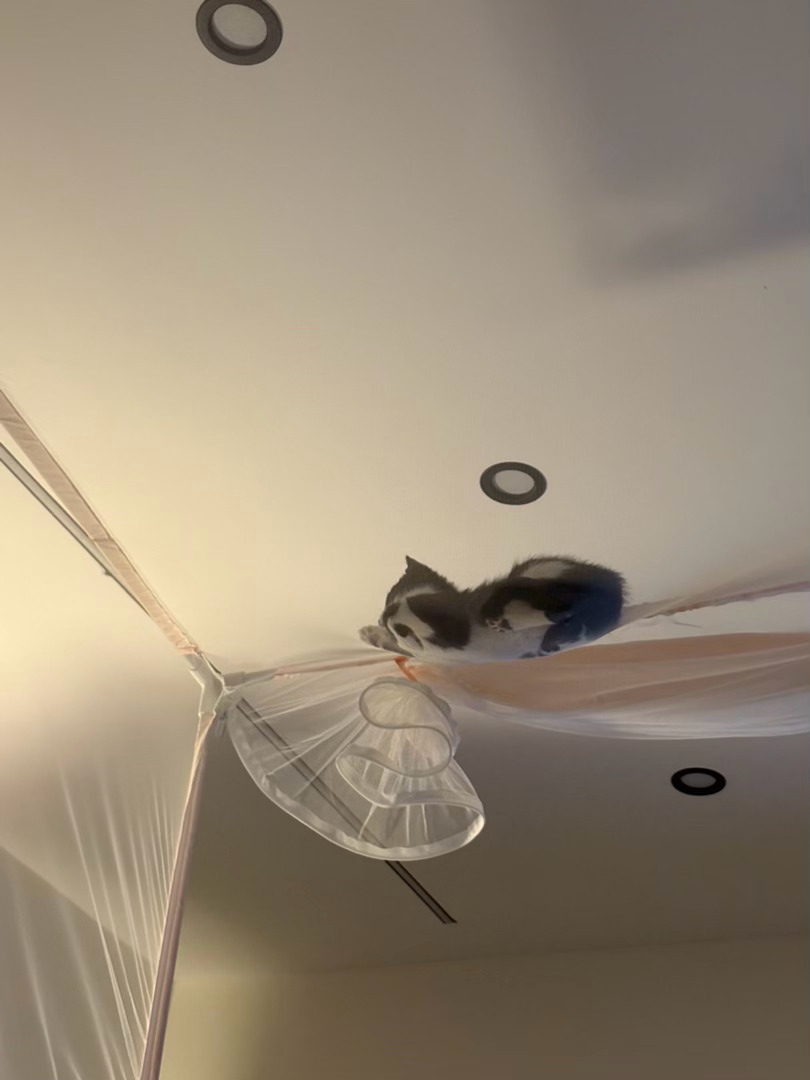 您好来自您上方呢！daily奶牛猫奶粉投稿