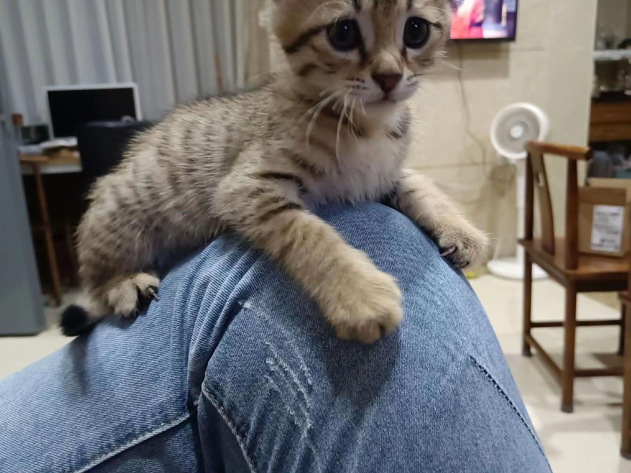 养猫的乐趣那可太多了。我家那只猫，性格独立又爱撒娇，经常主动跑过来蹭我，往我怀里