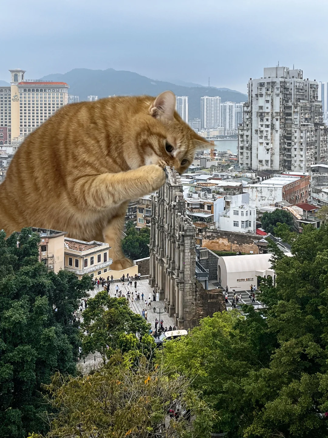 你好，澳门🇲🇴