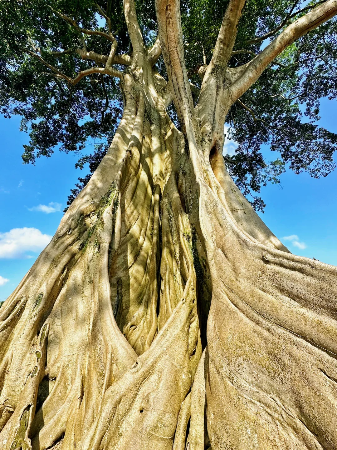 当地人说这棵树被罚站了700年