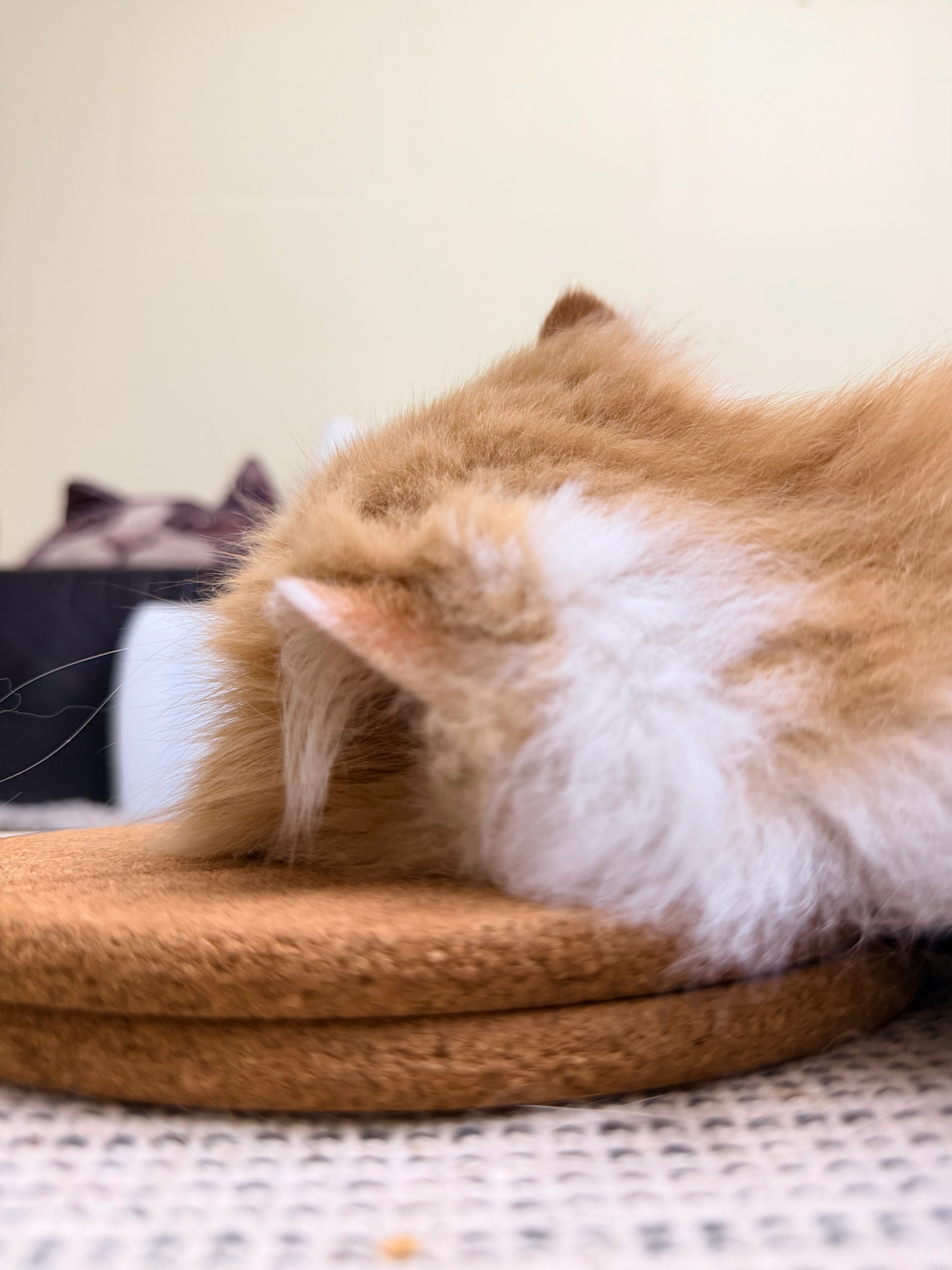 万物皆可枕💤💤💤 