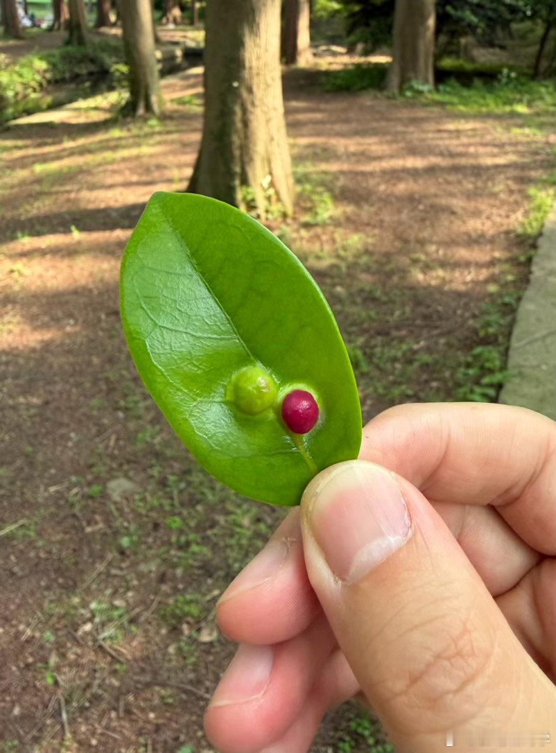 蚊母树叶子上的虫瘿好红。 南京