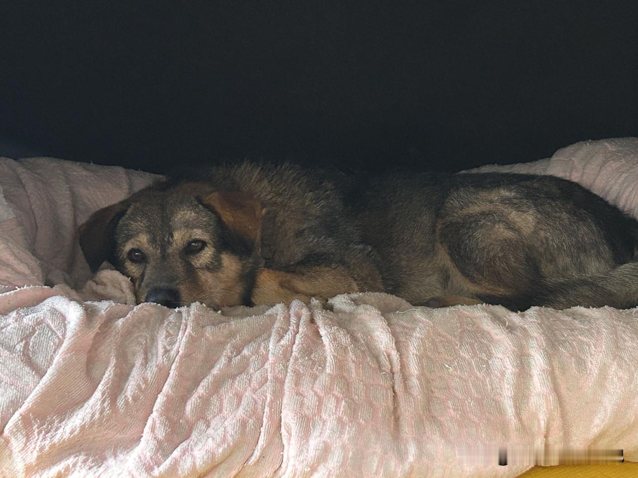 今天来福被同村的一只马犬咬了，身上大大小小几个牙口！真是让我又气愤又心疼！
来福