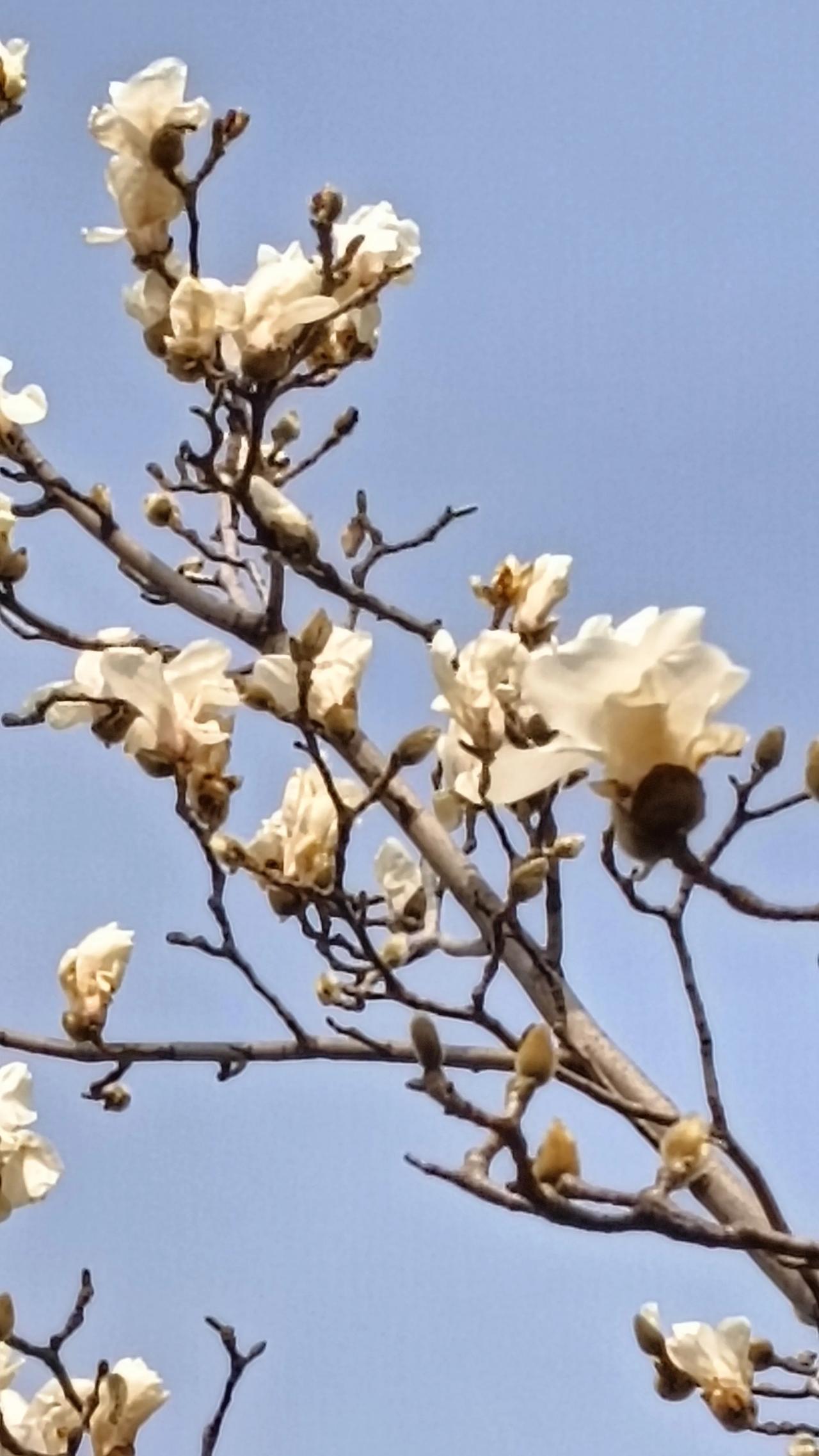 喜赏玉兰花
(随拍，随笔)
春风陣陣过泰山，
吹绿青山吹蓝天。
玉兰闻风开口笑，