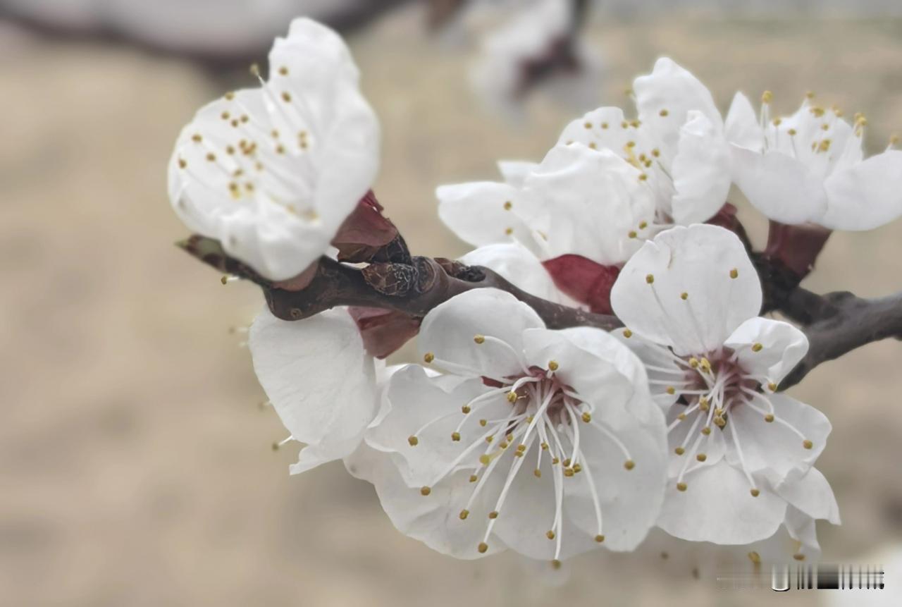 桃花一簇开无主
甚想折枝插回家
桃花树拍照 桃花氛围感写真 手机拍的花 庭前桃花